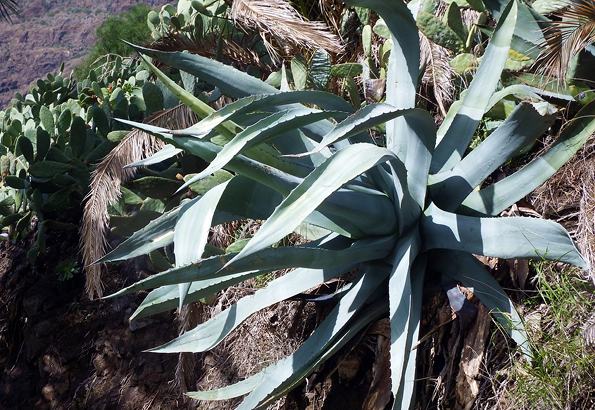 Organic Agave syrup