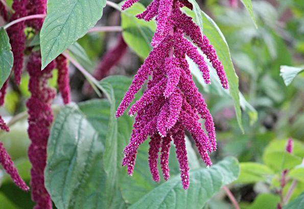 Organic Amaranth