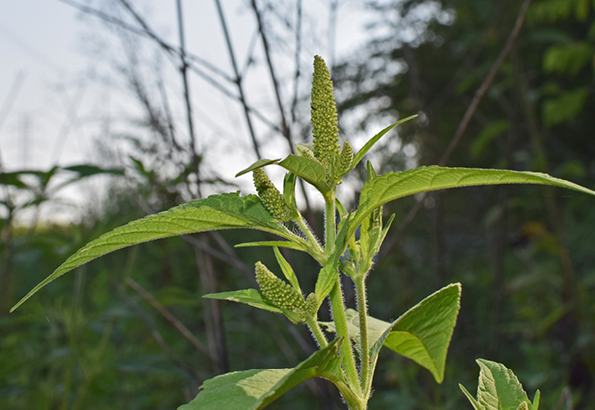 Organic Amaranth