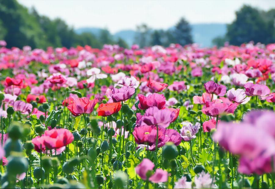 Organic Blue Poppy