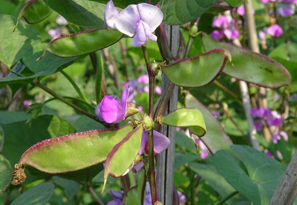 Organic Jumbo beans, white