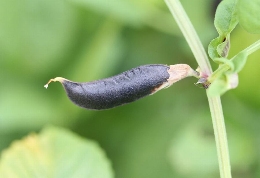 Bio Riesenbohnen, weiß, bunt