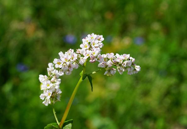 Organic Buckwheat