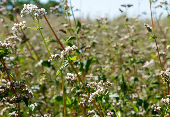 Organic Buckwheat