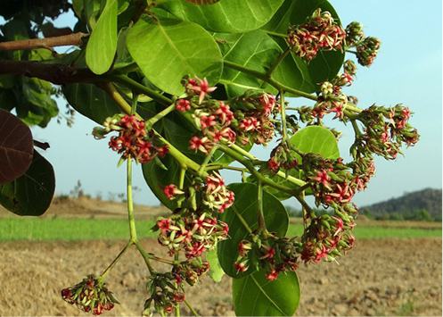 Bio Cashews, geröstet und gesalzen