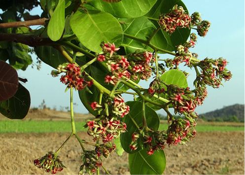 Bio Cashews, geröstet mit Chili gesalzen