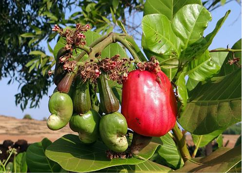 Organic Cashews, salted with pepper