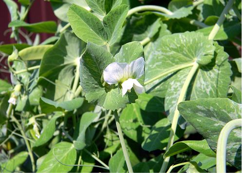 Organic Peas, green, whole