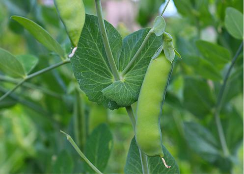 Organic Peas, green, whole