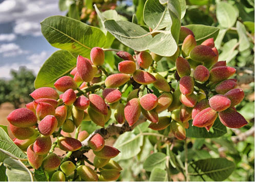 Organic Peanuts, blanched