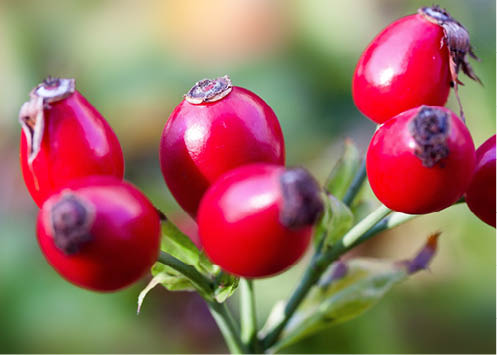 Organic Goji berries