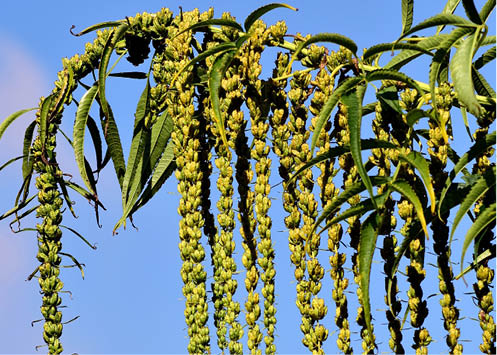 Organic Hemp seeds, hulled