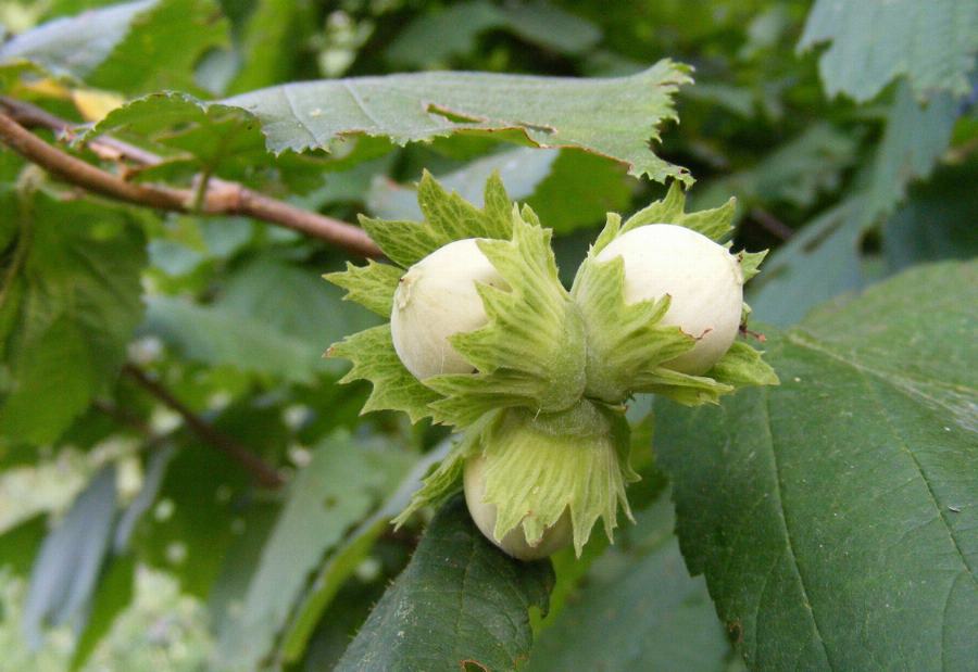 Organic Hazelnuts, whole, brown