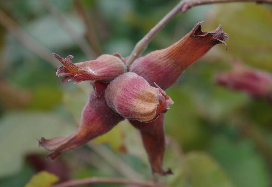 Organic Hazelnuts, whole, brown