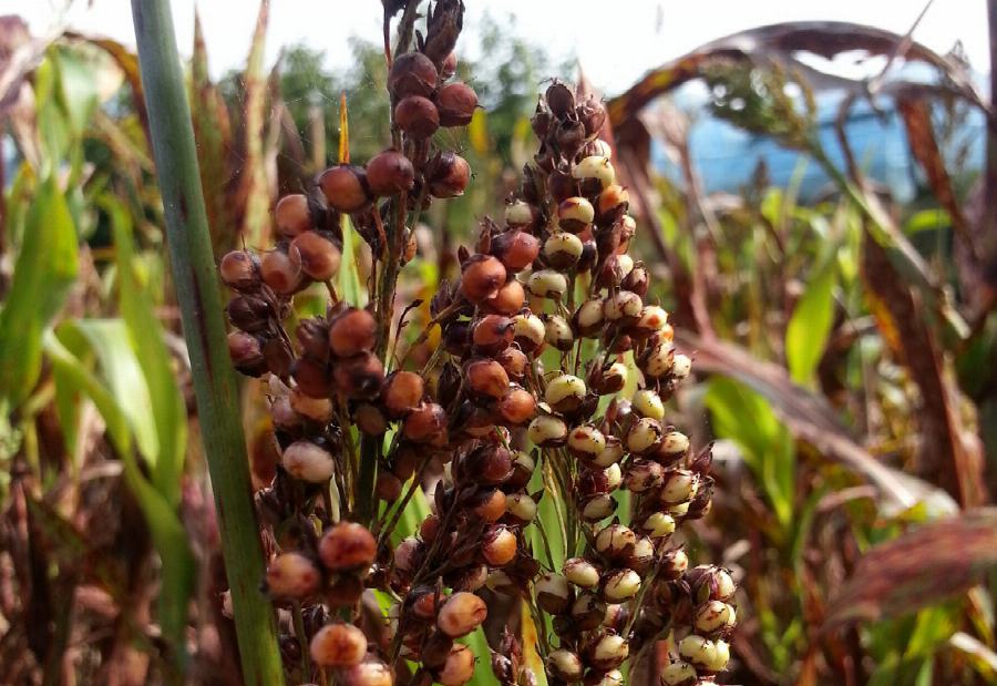 Organic Millet