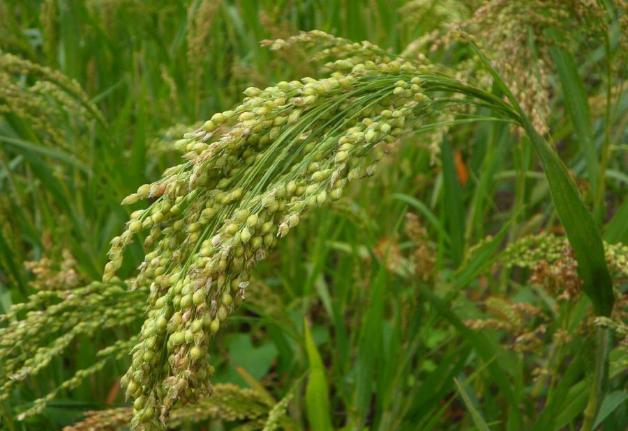 Organic Millet