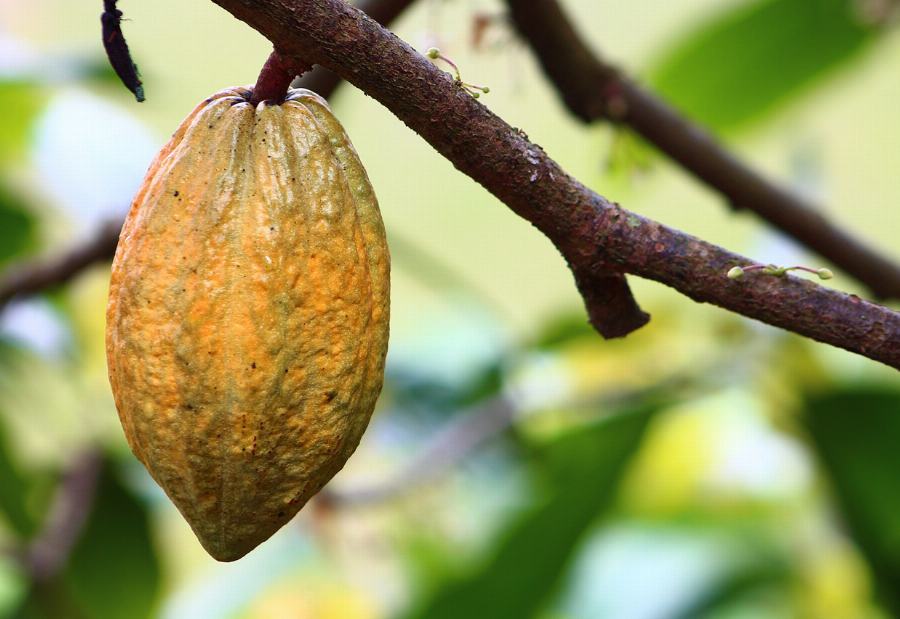 Organic Cocoa nibs