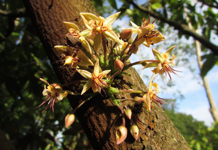 Organic Cocoa nibs