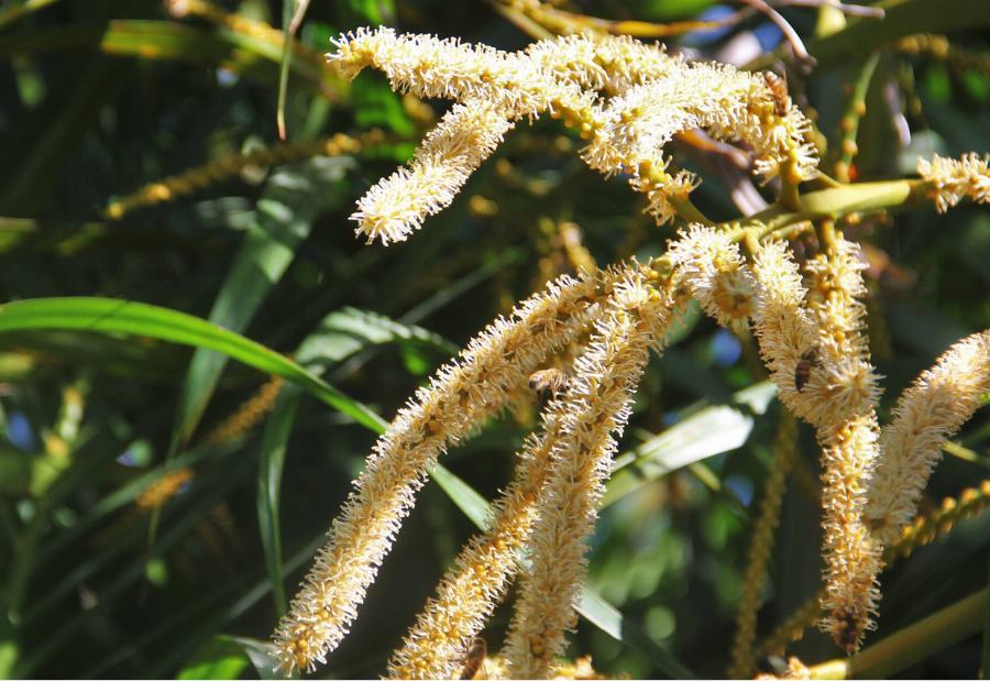 Organic Coconut sugar