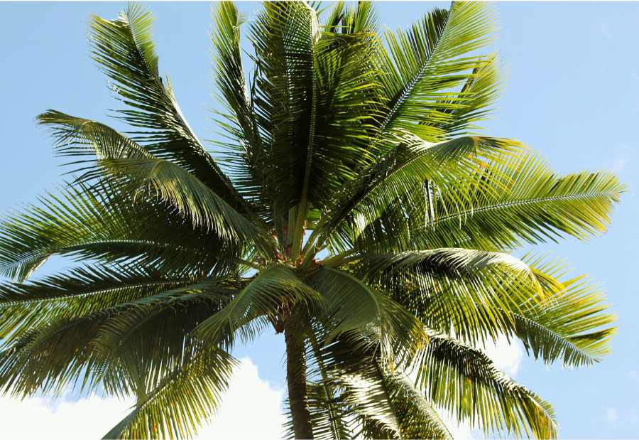 Organic Grated coconut