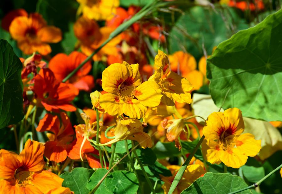 Organic Pumpkin seeds, shelled grown (GWS)