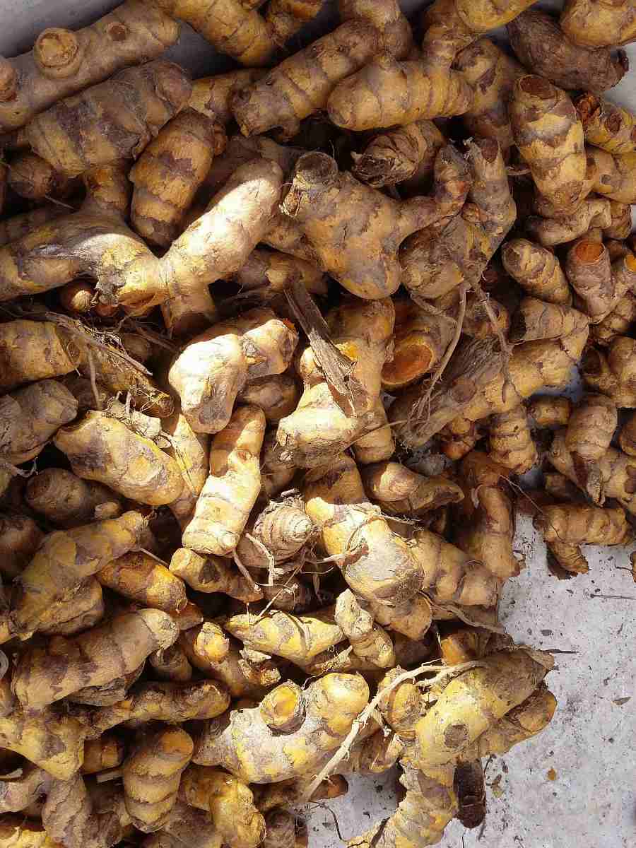 Organic Turmeric