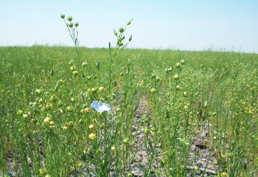 Organic Linseed, brown