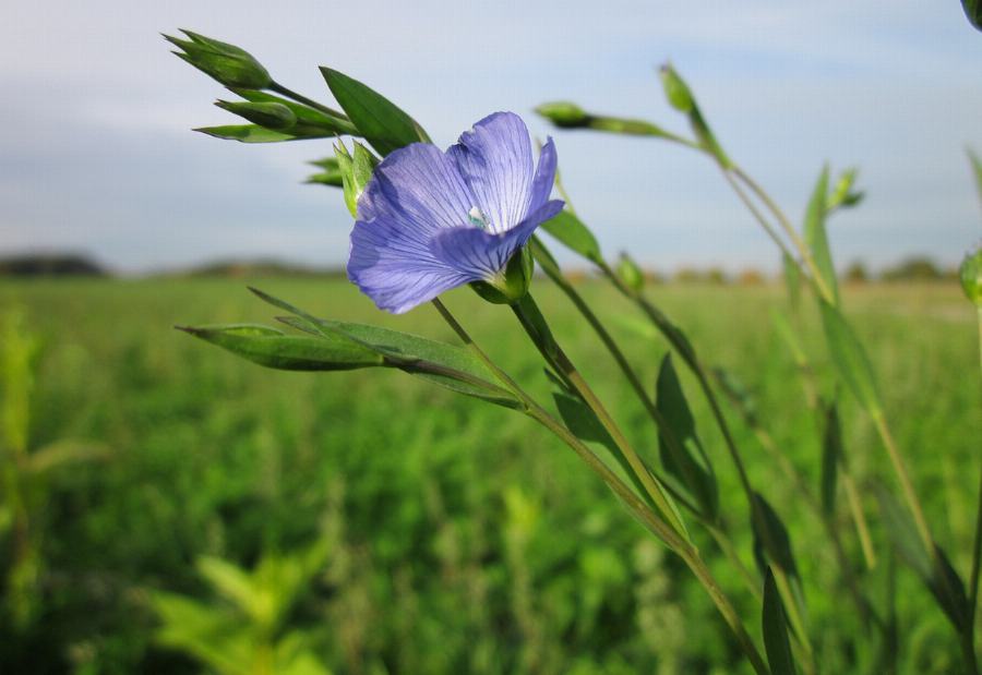 Organic Linseed