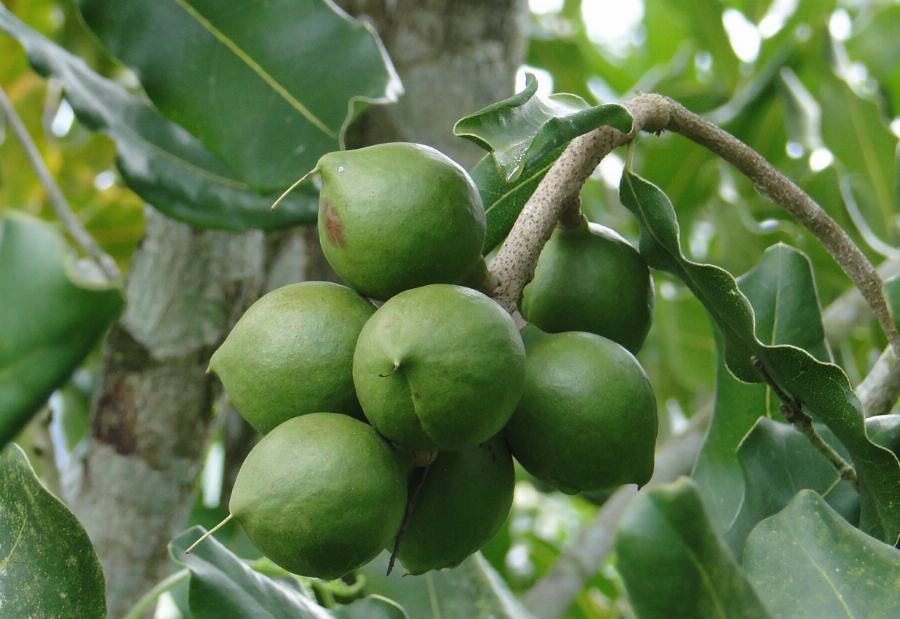 Bio Macadamia, gemahlen