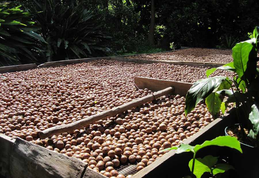 Organic Macadamia, flour