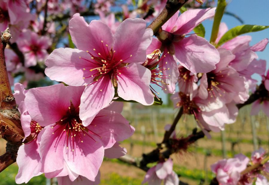 Organic Almonds, pined