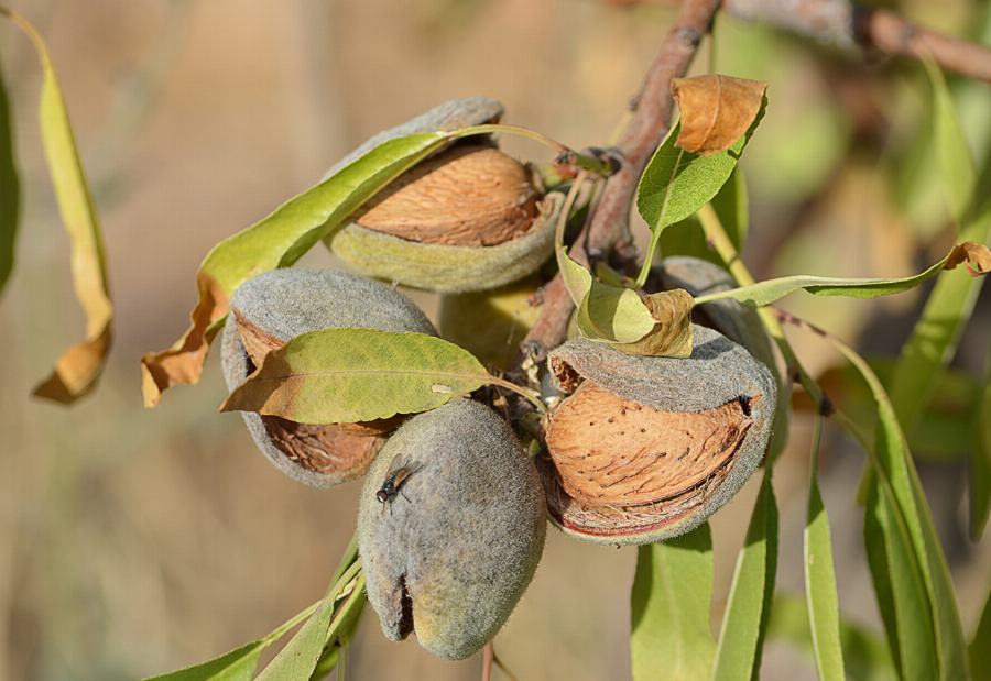 Organic Almonds, blanched