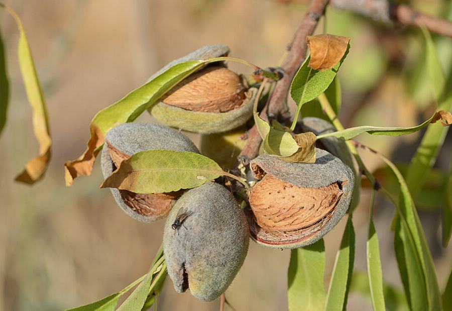 Organic Almonds