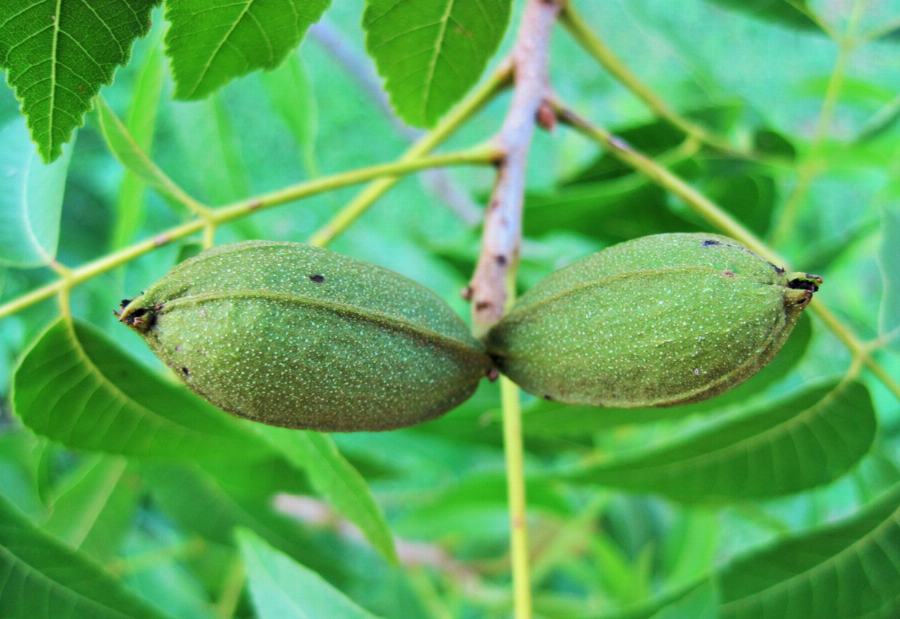Organic Pecan nuts, broken, small