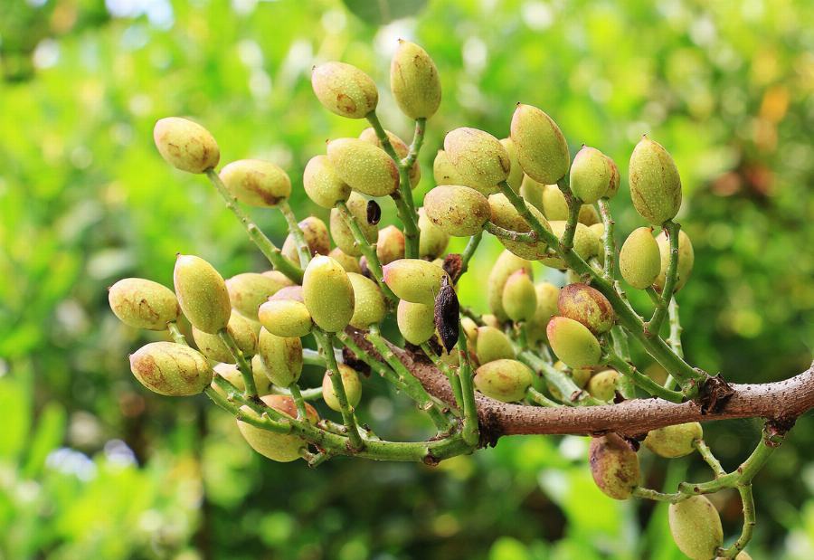 Organic Pistachios, with shell