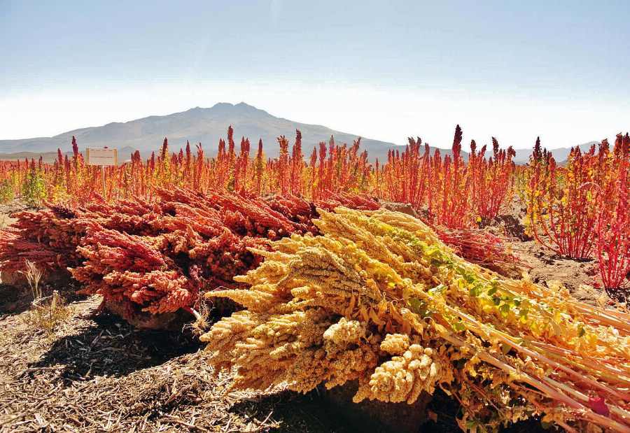 Bio Quinoa, rot