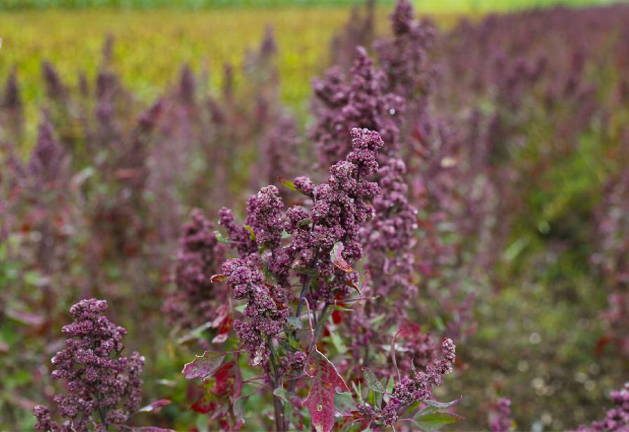 Bio Quinoa, rot