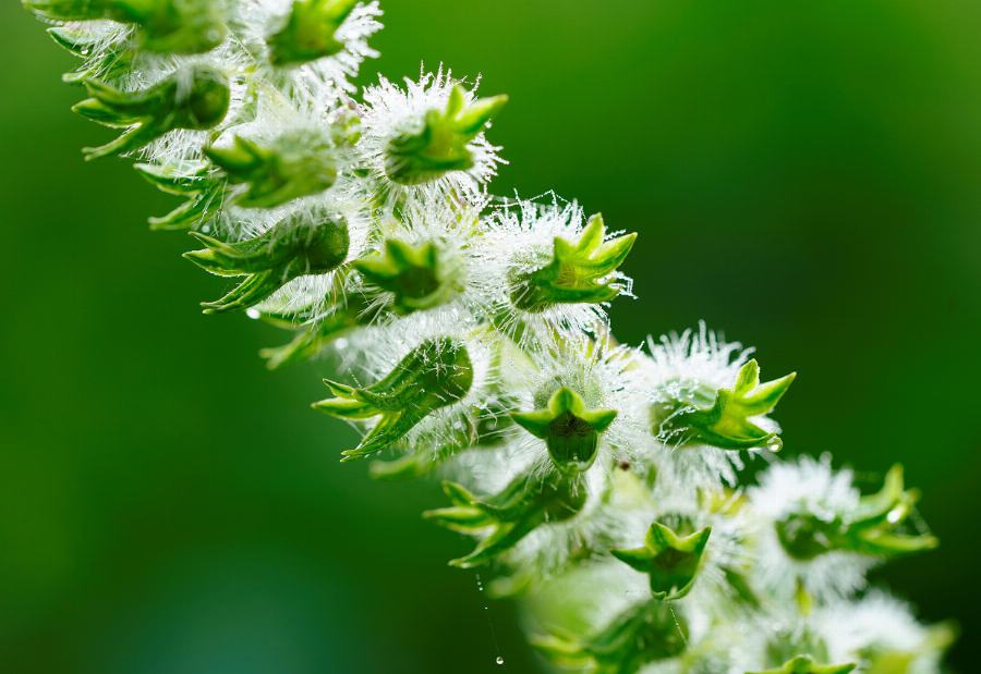 Organic Sesame, hulled