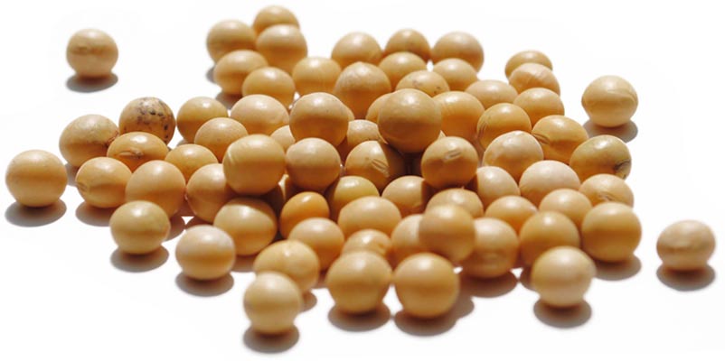 Organic Soybeans