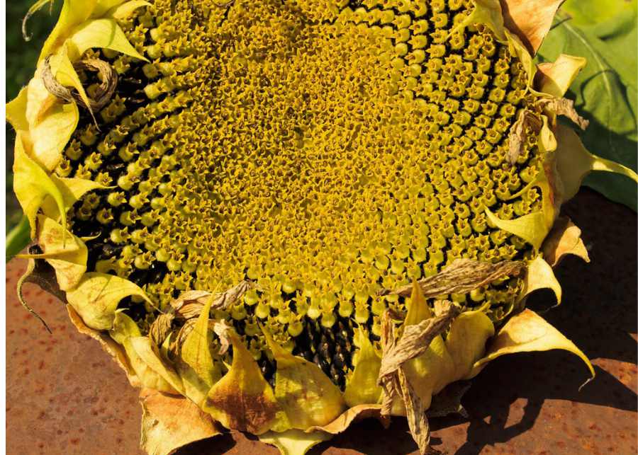 Organic Sunflower seeds