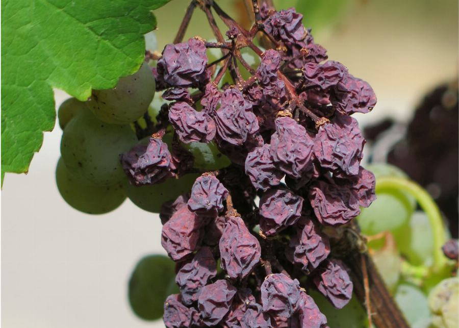 Organic Sultanas