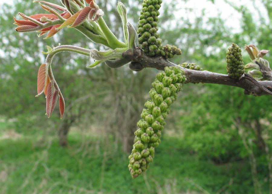 Organic Walnuts, light, quarters and broken