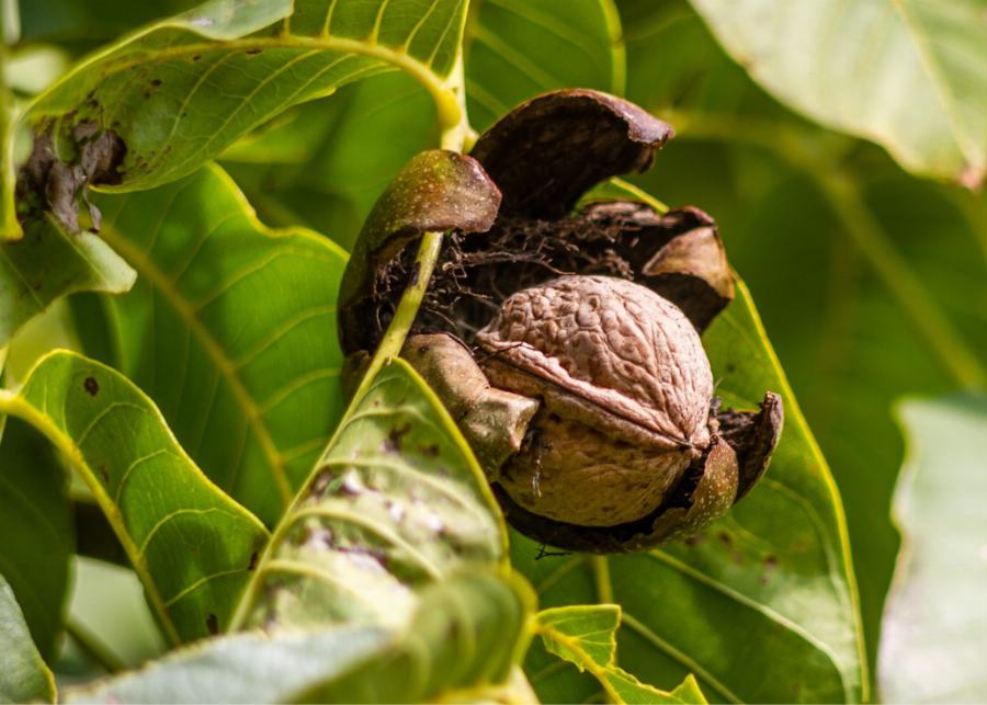 Organic Walnuts, amber, quarters and broken