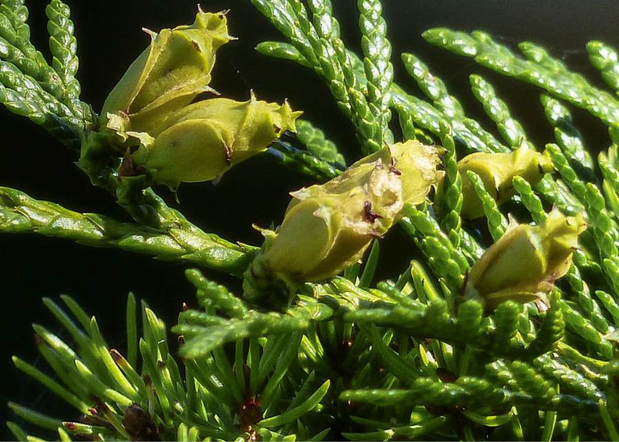 Organic Cedar kernels