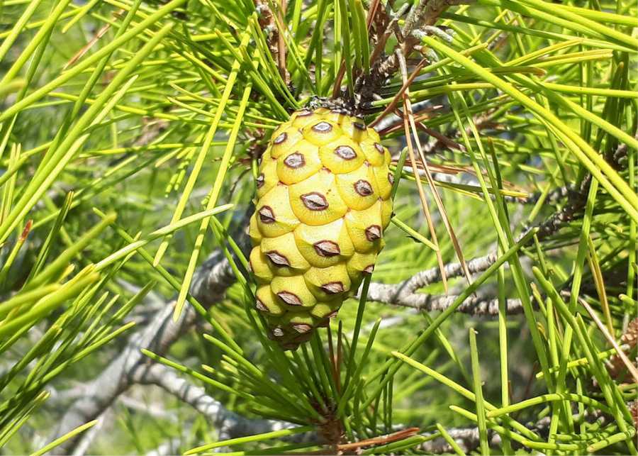 Organic Cedar kernels